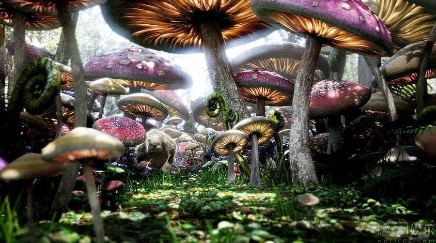 爱吃叶子的毛毛虫
